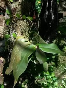 Brachypeza indusiata