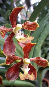 Vanda roeblingiana