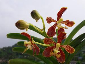 Vanda roeblingiana