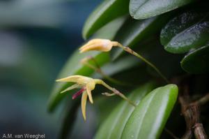 Anathallis minutalis