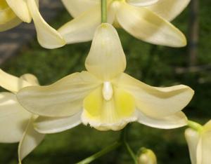 Dendrobium pulchellum