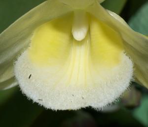 Dendrobium pulchellum