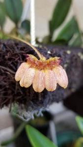 Bulbophyllum roxburghii