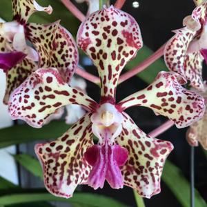 Vanda suavis