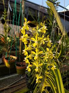 Vanda lamellata