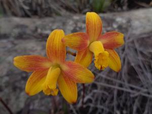 Cattleya briegeri