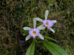 Cischweinfia dasyandra