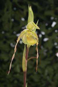 Phragmipedium longifolium