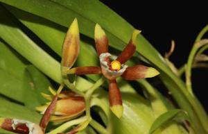 Cischweinfia pusilla