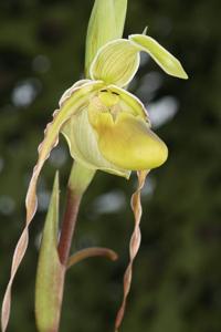 Phragmipedium longifolium