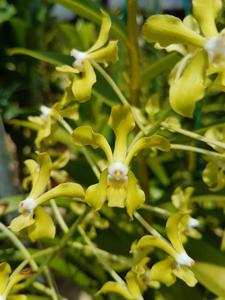 Vanda lamellata