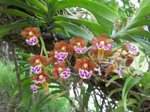 Vanda flabellata