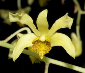 Dendrobium venustum