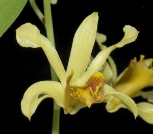 Dendrobium venustum