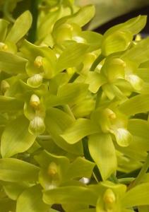 Grammatophyllum multiflorum var. multiflorum