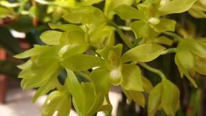 Grammatophyllum multiflorum var. multiflorum