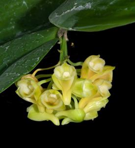 Dendrobium ypsilon