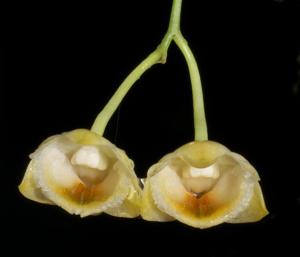 Dendrobium ypsilon