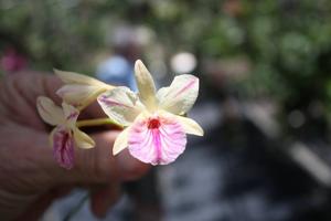 Broughtonia sanguinea