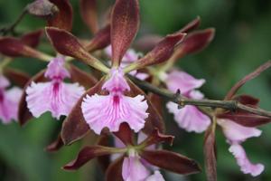 Encyclia phoenicea