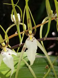 Brassia arcuigera