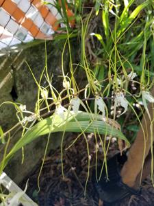 Brassia arcuigera