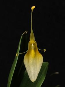 Restrepia trichoglossa