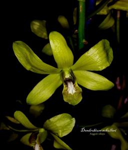 Dendrobium schulleri