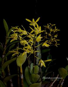 Dendrobium mirbelianum