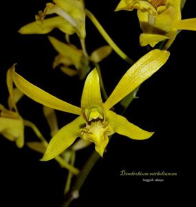 Dendrobium mirbelianum