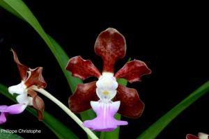 Vanda insignis