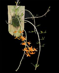 Dendrobium unicum