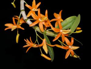 Dendrobium unicum