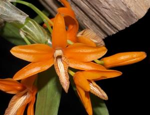 Dendrobium unicum