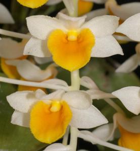 Dendrobium thyrsiflorum