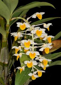 Dendrobium thyrsiflorum