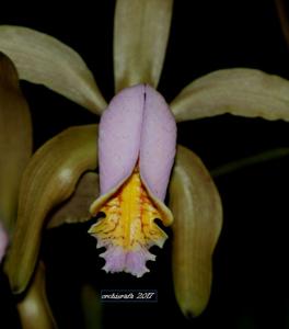 Cattleya forbesii