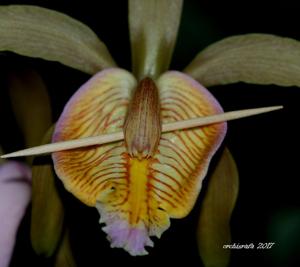 Cattleya forbesii