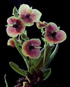Telipogon thomasii