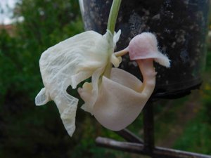 Coryanthes alborosea
