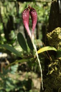 Bulbophyllum contortisepalum