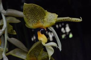 Stanhopea wardii