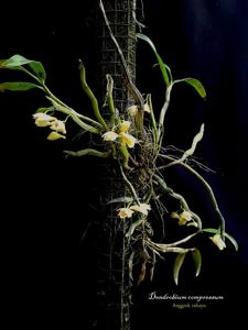 Dendrobium compressum