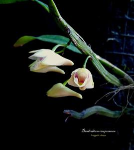 Dendrobium compressum