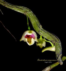 Dendrobium compressum