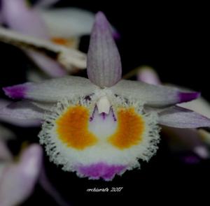 Dendrobium devonianum