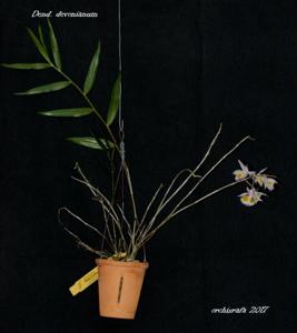 Dendrobium devonianum