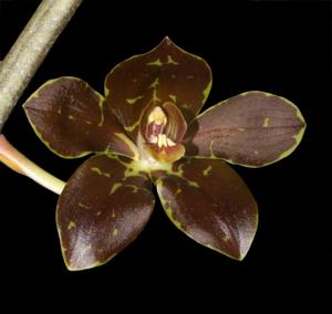 Grammatophyllum martae