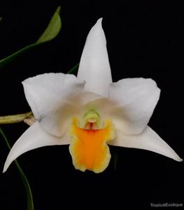 Dendrobium ovipostoriferum
