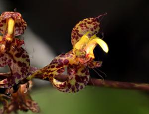 Bulbophyllum cornu-ovis